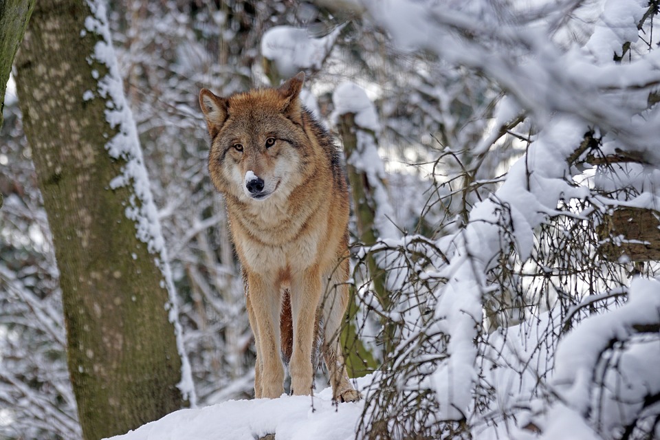 Le Grand conseil vaudois invite le Conseil d’Etat à s’occuper de la question épineuse du loup
